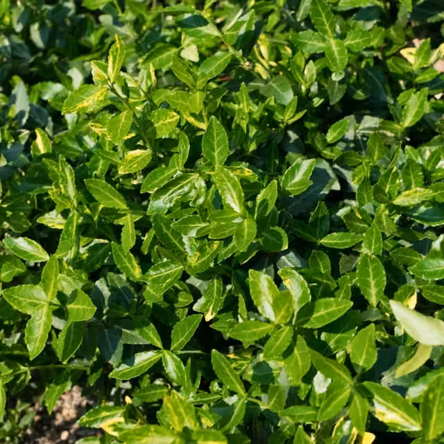 The Rose Press Garden Euonymus Green Spire Evergreen Shrub in Emerald Green