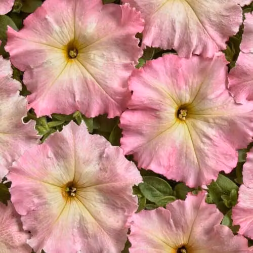 Thompson & Morgan Petunia hybrida Alenka F1 Flower Seeds, Baby Pink and Yellow, 30 Seeds