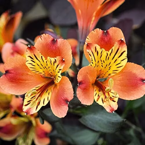 Thompson & Morgan Indian Summer Alstroemeria Peruvian Lily Plants, Orange and Yellow Blooms, 6x Jumbo Plug Plants – 4