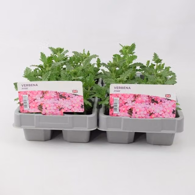 Plants By Post Pink Verbena Bedding Plants, 12 Pack
