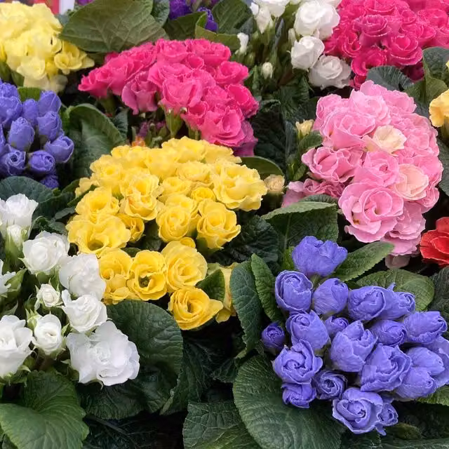 Marshalls Garden Primrose Rubens Mix Multicolour Perennial Plant