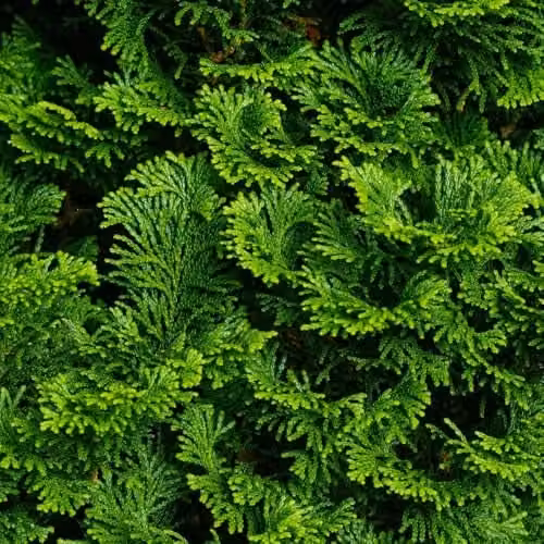 Thompson & Morgan Chamaecyparis obtusa Nana Gracilis Dwarf Hinoki Cypress Evergreen Conifer Shrub, Green, 7.5 Litre Pot – 1