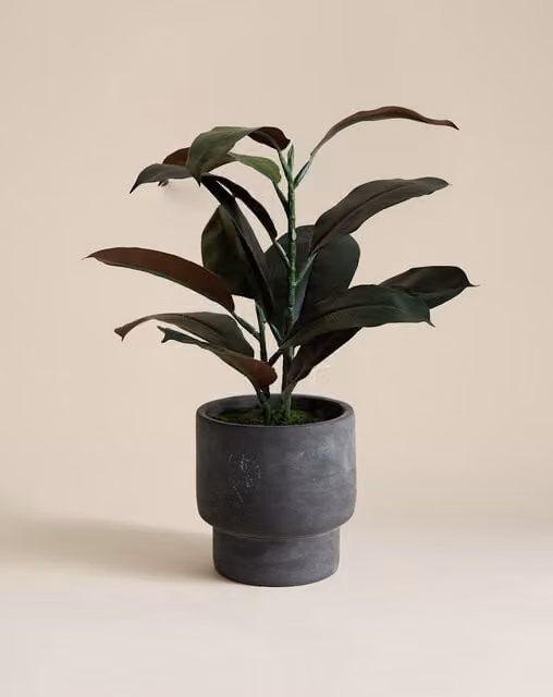 Moss & Sweetpea Artificial Rubber Plant in a Charcoal Concrete Pot