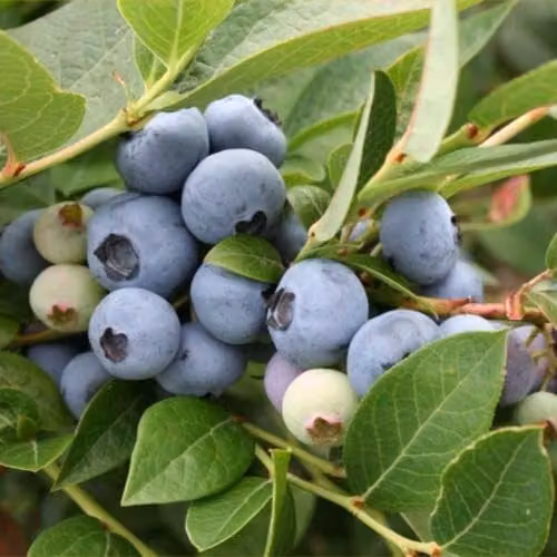 Thompson & Morgan Blueberry Bluegold Self-Fertile Variety, 3 x 9cm Potted Plants – 2
