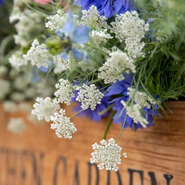 Unwins Ammi Majus Graceland Flower Seeds, Green and White