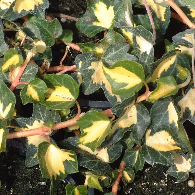 Plants By Post Hedera Helix Goldheart Climber Plant, Green and Yellow