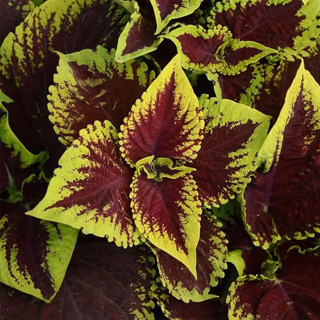 Set of 3 Plant Theory Kong Scarlet Kakegawa Ce13 Coleus Scutellarioides Bedding Plants in 9cm Pots, Purple and Green Multicolour