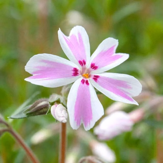 Marshalls Garden Phlox Plant Collection, 3 Summer-Flowering Pink Perennial Varieties