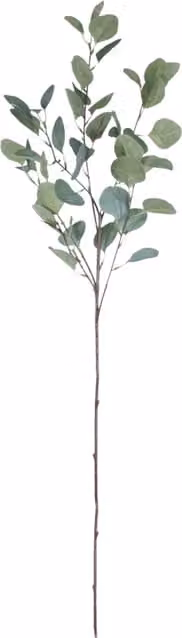 Kingsbury Gifts Organic Single Green Eucalyptus Silver Dollar Stem, Height: 90 cm