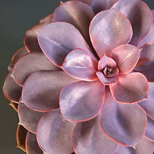 Thompson and Morgan Echeveria Purple Pearl Succulent Indoor House Plant with Green and Purple Foliage, 2 x 12cm Pots