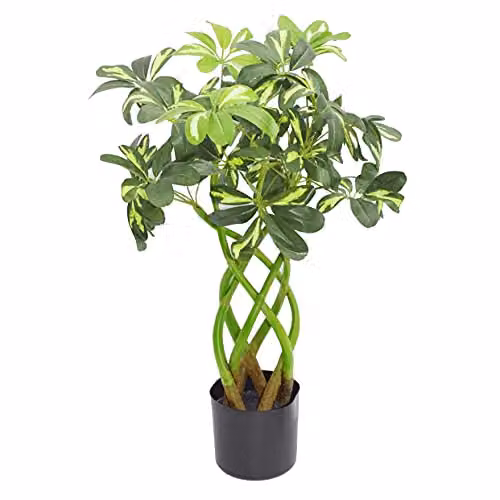 Leaf Design UK Artificial Golden Capella Bonsai Bush Twisted Stem Tree in Green, Height: 70 cm