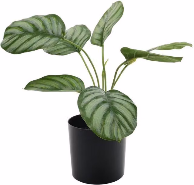 KDMD Calathea Potted Green House Plant, Height: 38 cm