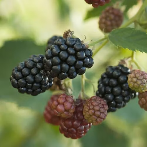 Thompson and Morgan Thornless Evergreen Blackberry Rubus fruticosus Bush, 2 x 2L Pots – 2