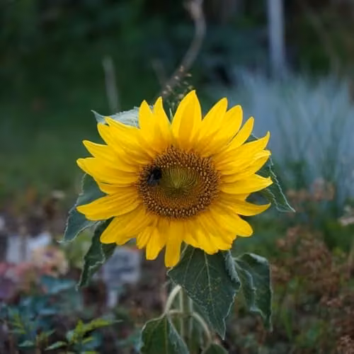 Thompson & Morgan Sunflower Sunspot Dwarf Golden Yellow Flower Seeds, 40cm Height
