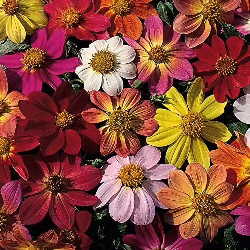 Thompson and Morgan Mixed Dahlia Coccinea Species Flower Seeds, 25 Seeds