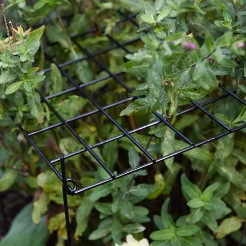 Garden Gear Black Metal Rectangle Grow Through Grid Plant Support, H 50 cm x W 40 cm x D 40 cm, Pack of 3 – 2