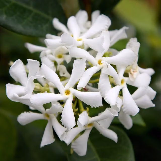 Plant Theory Jasminoides Star Of Jasmine White Climbing Plant, Green