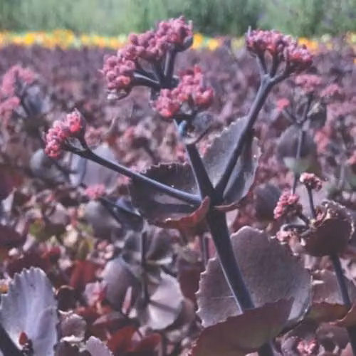 Thompson & Morgan Sedum ussuriense Turkish Delight Hardy Perennial Flower Seeds, Pink and Green