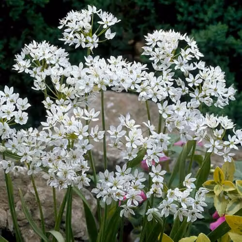 YouGarden Mixed Allium Bulb Collection, Set of 200 Bulbs in Purple and White Varieties – 2