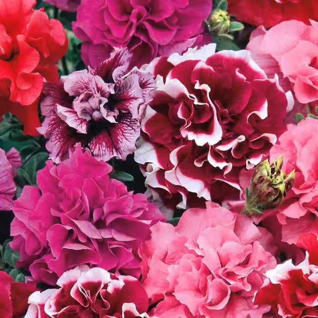 Unwins Petunia Duo Mix Multicolour Flower Seeds