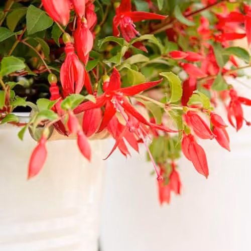 Thompson and Morgan Fuchsia Chilli Red Hardy Compact Flowering Ornamental Shrub, Red, 3 Litre Pot