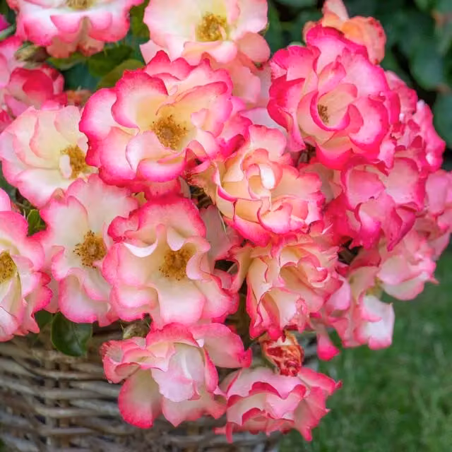 Marshalls Rose Birthday Girl Ornamental Shrub in Pink, Red and Yellow