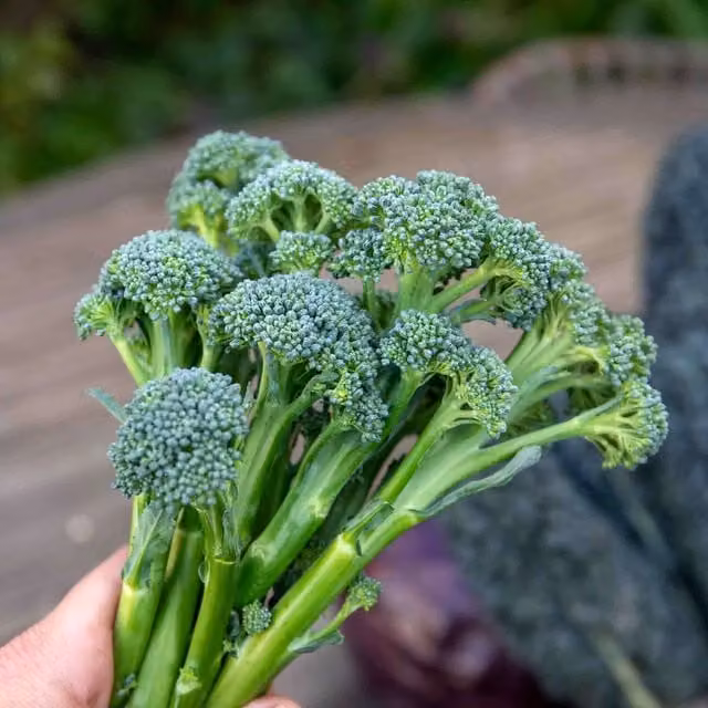 Marshalls Garden Brokali Columbia Vegetable Seeds, 50 Seeds