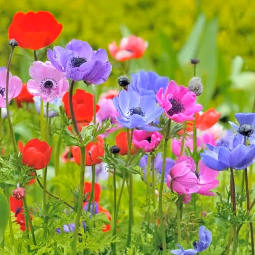 Thompson and Morgan Anemone coronaria De Caen Mixed Hardy Windflower Bulbs, Multicolour, 40 Bulbs