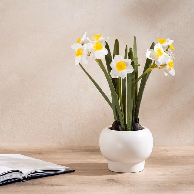 Scottish Everlastings Ltd Daffodil Spray in Green Ceramic Pot, Height: 42 cm