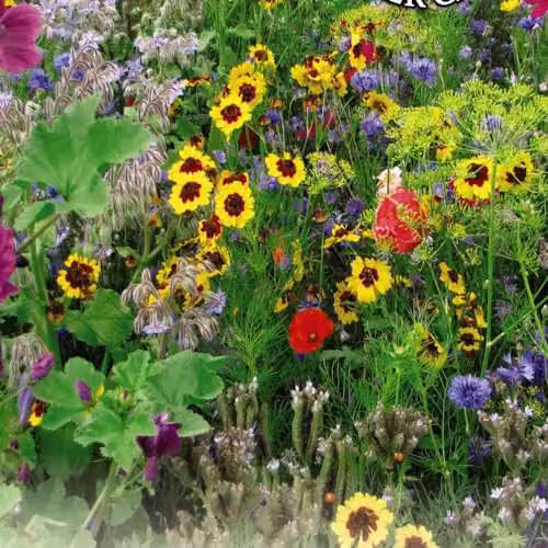 Thompson & Morgan Multicolour Flower Seed Mix for Pollinators, Covers 6-8sqm – 2