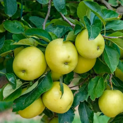 Thompson & Morgan Golden Delicious Apple Semi-Dwarf Fruit Tree, 5 Litre Potted Plant – 4