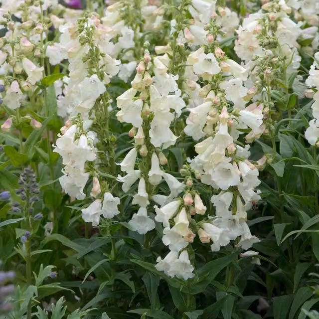 Marshalls Garden Penstemon Arabesque Appleblossom Perennial Plant in Purple, White and Pink