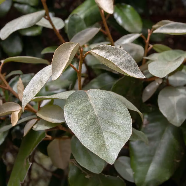 The Rose Press Garden Elaeagnus Ebbingei Silverberry Evergreen Shrub in Silver Green