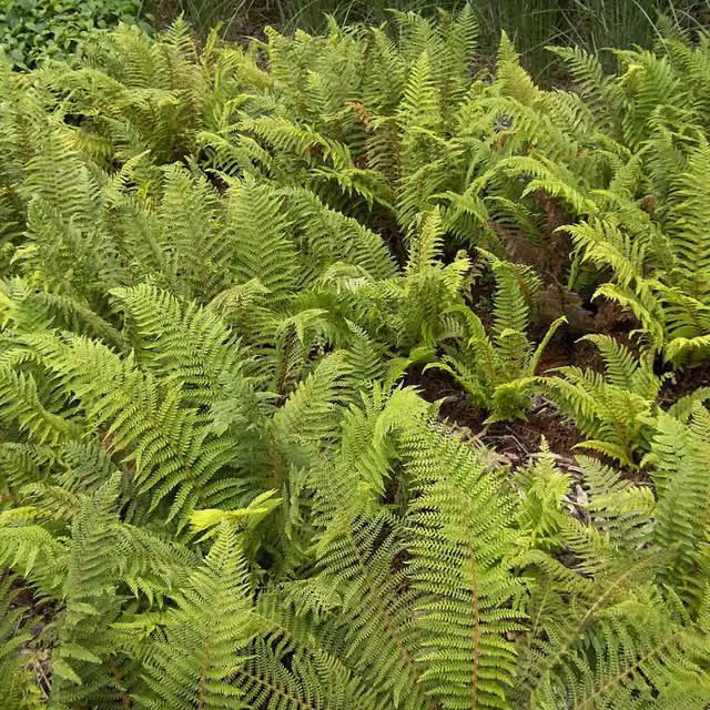 The Rose Press Garden Soft Shield Fern Polystichum Setiferum, Green