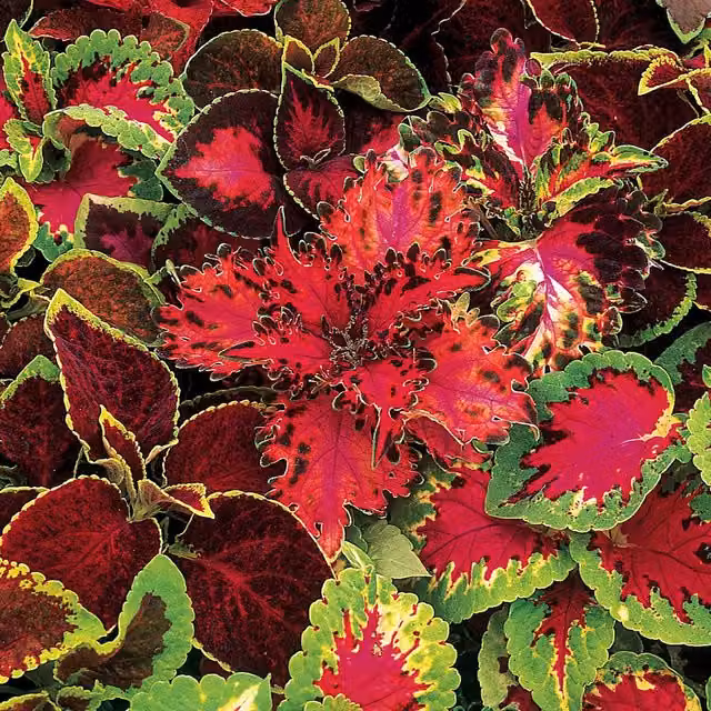 Unwins Warpaint Coleus Multicolour Ornamental Flower Seeds