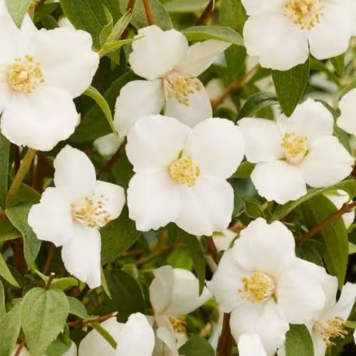 YouGarden Philadelphus Petite Perfume White Ornamental Shrub, 3L Pot – 1