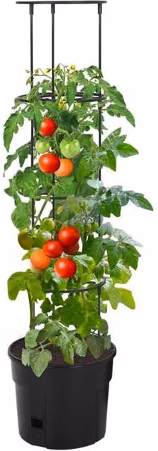 Berkfield Home Tomato Grower Planter Tub in Anthracite and Black, W/D/H: 29.5 x 29.5 x 115 cm – 1