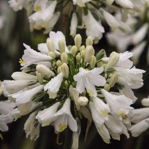 Thompson and Morgan Agapanthus Ever White Perennial, 2.5 Litre – 6
