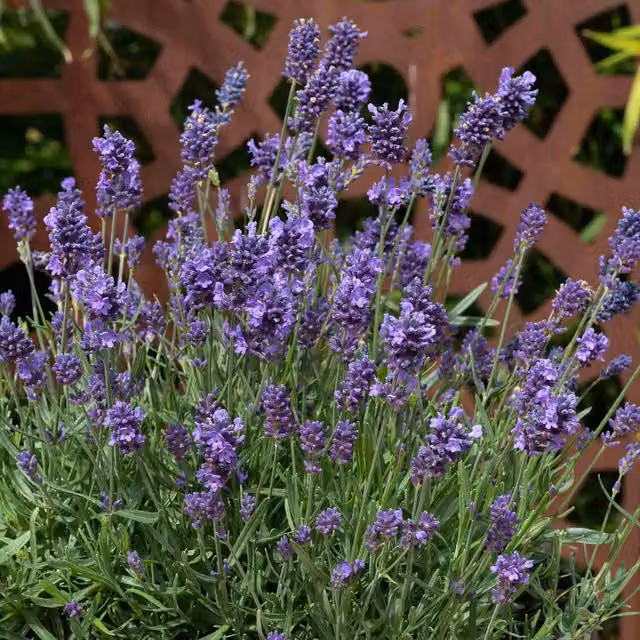 Marshalls Garden Purple Lavender Munstead Strain Perennial