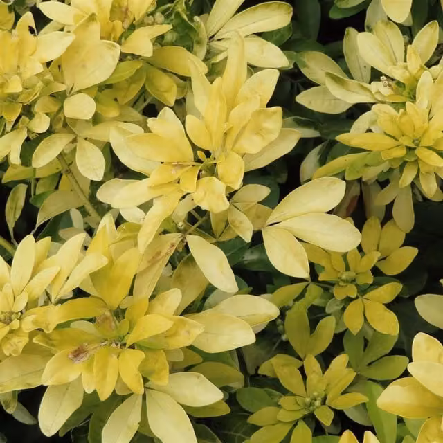 Choisya Sundance Fragrant Evergreen Ornamental Garden Shrub Plant with White and Yellow Flowers