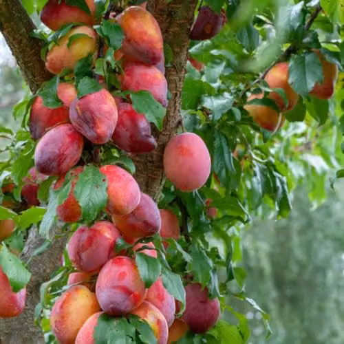 Thompson & Morgan Plum Wonder Tree Victoria Compact Fruit Tree in 24cm Pot – 1