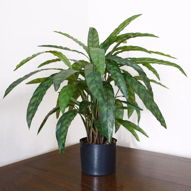 Variegated Artificial Calathea Potted Plant in Green, Height: 60 cm