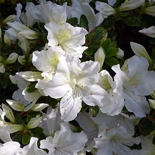 Thompson & Morgan Hardy Rhododendron Mary Helen Evergreen Flowering Ornamental Shrub, White and Green, 2 x 3 Litre Pots – 3