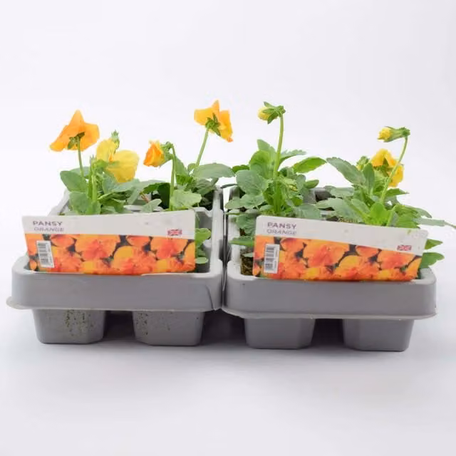 Plants By Post Orange Pansy Bedding Plants, 12 Garden Ready Plants in Recyclable Trays