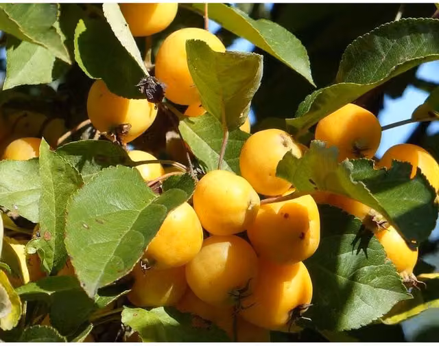 Directplants Malus Butterball Crab Apple Fruit Tree, 12L Pot, Green and Yellow