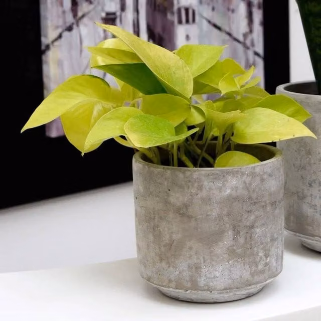 Primrose Epipremnum Pinnatum Golden Pothos Green Indoor Plant in a 12cm Pot, Height: 15 cm
