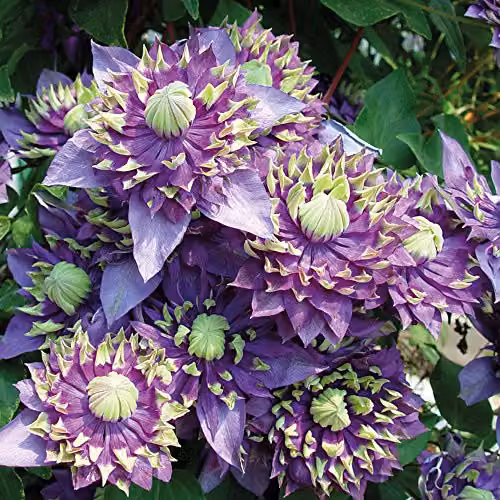 Thompson and Morgan Clematis Florida Taiga Hardy Climbing Shrub, Purple and Green, 3 x 11cm Pots – 3