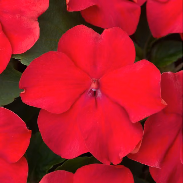 Plants By Post Red Impatiens Bedding Plants, Pack of 12