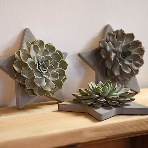 Thompson & Morgan Echeveria Mix Succulent in Grey Star Pot with Blue, Green and Grey Tones – 1