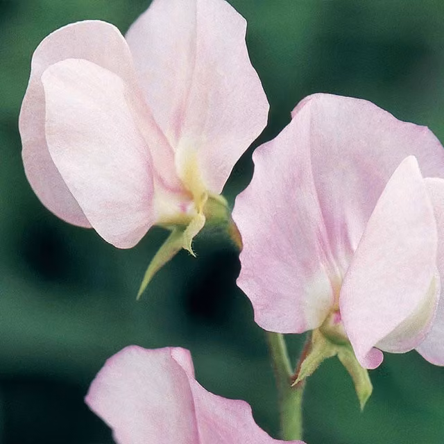Unwins Prima Donna Pink Sweet Pea Flower Seeds